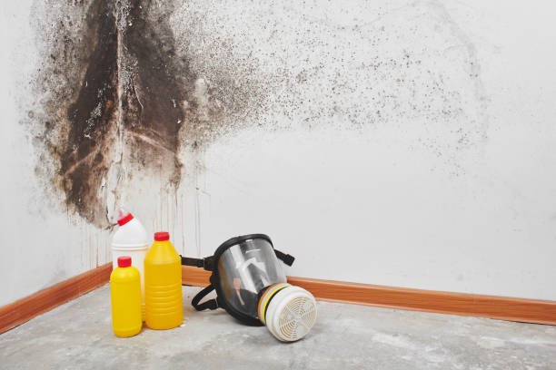 Trusted St Joseph, IL Mold Remediation Experts